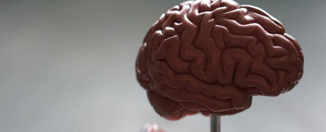 brain scultpure for medical school