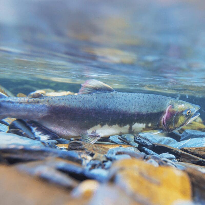 salmon spawning in river
