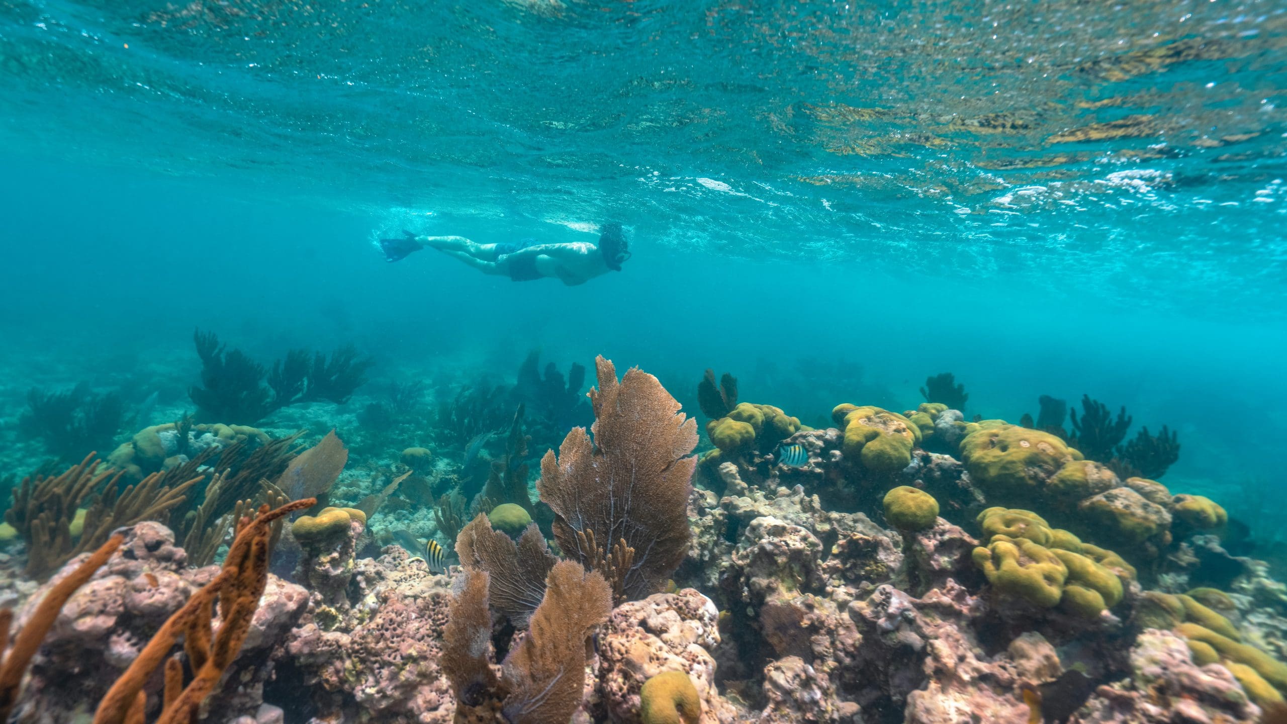 tourist doing snorkeling in the caribbean reef plastic pollution and coral reefs in texas